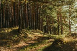 prevencion cuidado bosques