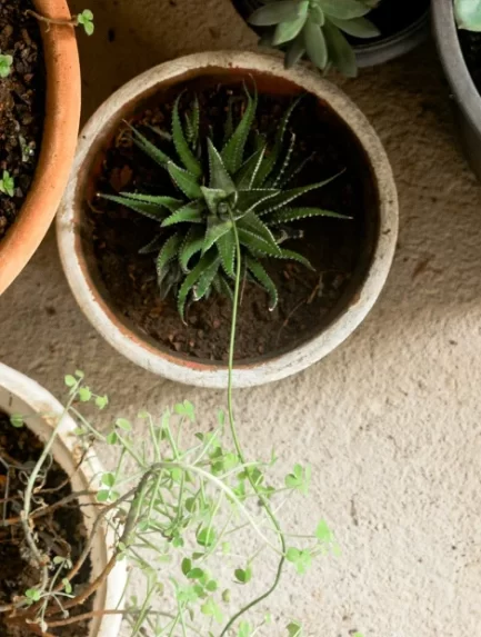 plantas