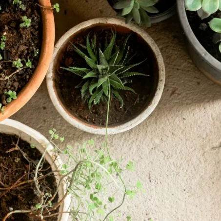 plantas