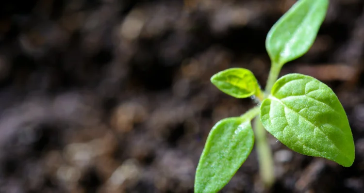 plantas