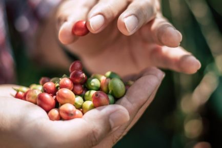 portada zoma cafetera