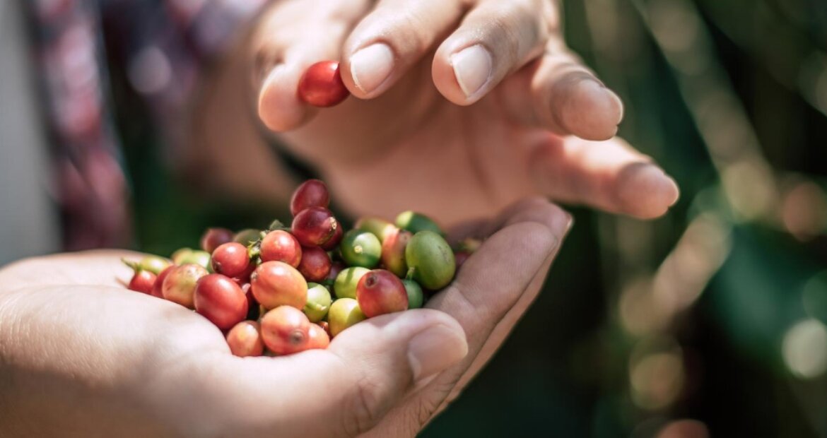portada zoma cafetera